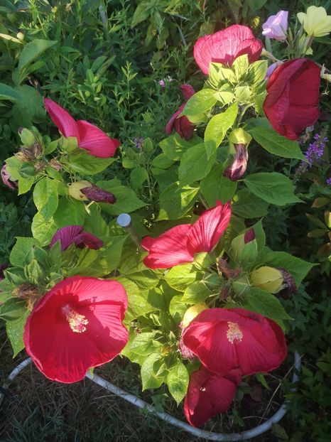 HM Luna rosu - Gradina flori