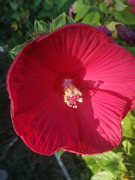  - Gradina flori