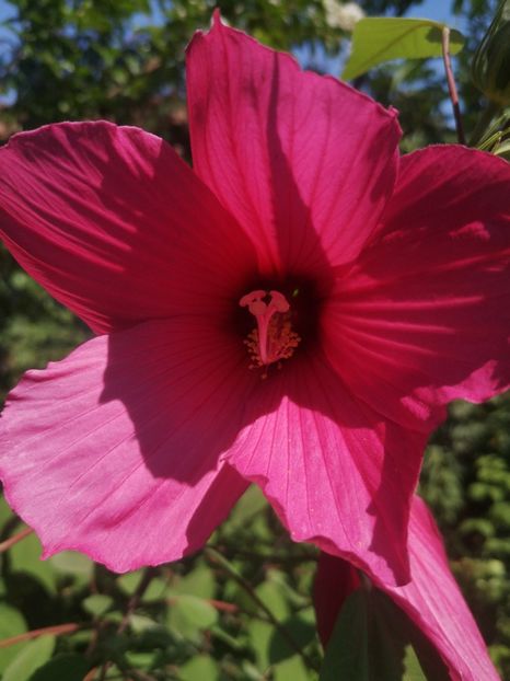 HM lila - Gradina flori