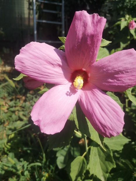 HM roz - Gradina flori