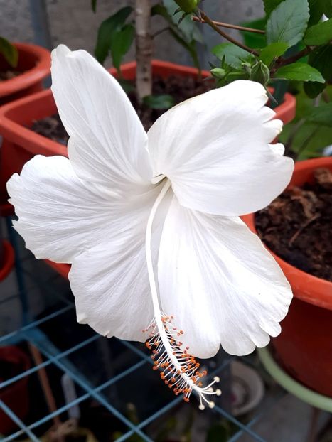  - Fijian Hibiscus - Dainty White