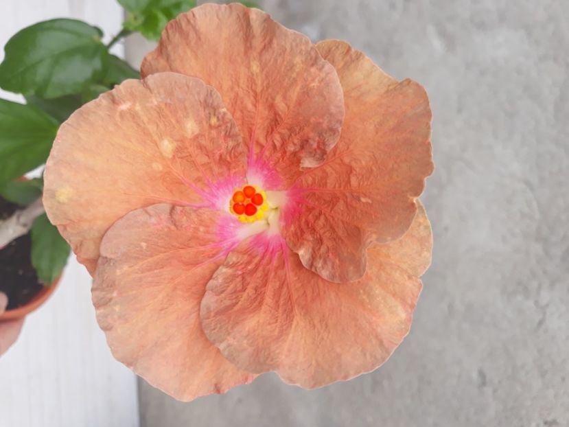  - hibi creme de cacao