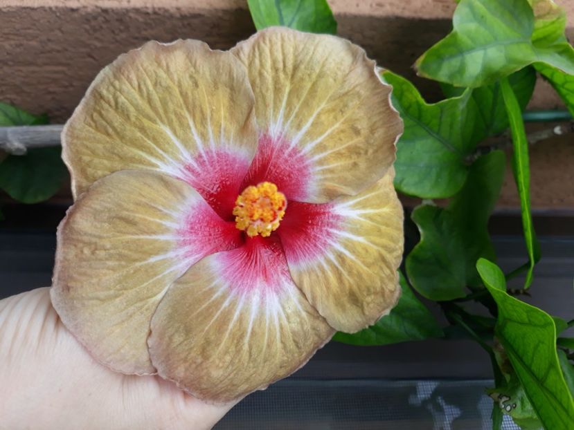  - hibi creme de cacao