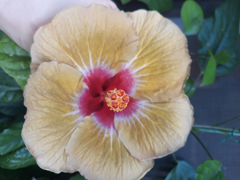  - hibi creme de cacao