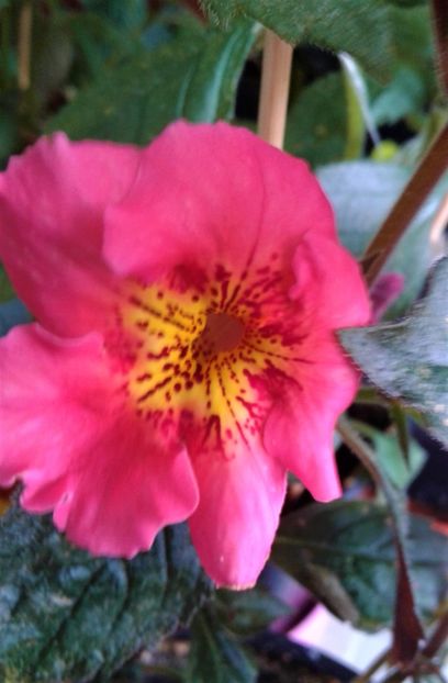  - 000013 ACHIMENES