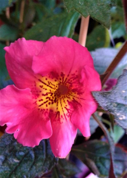  - 000013 ACHIMENES