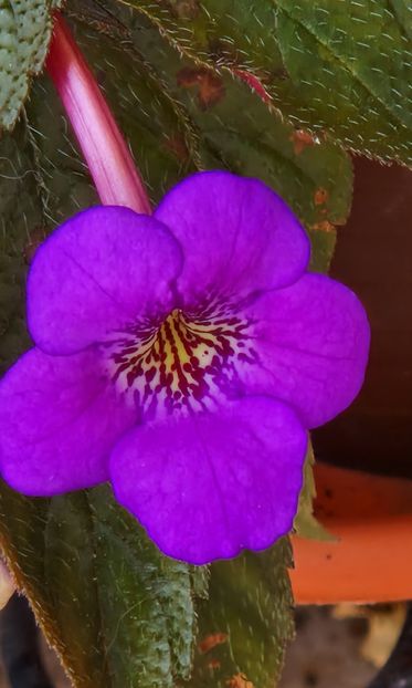 Electra - Achimenes 2023