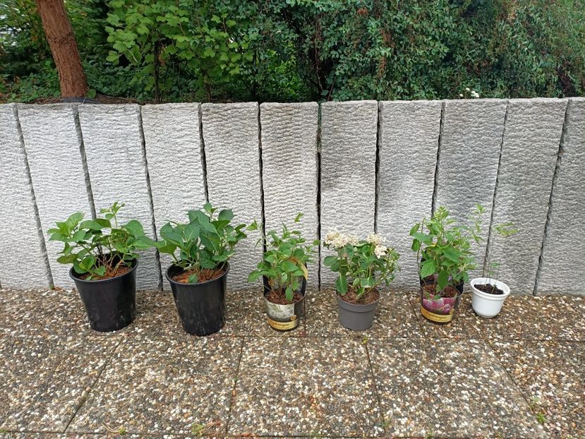 Img.2023.07.25 - Grădina mea