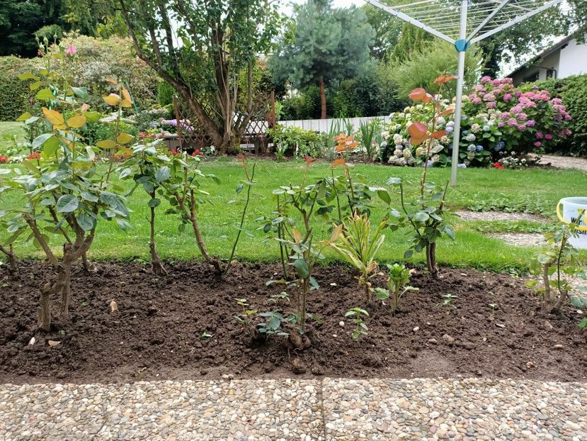 Img.2023.07.25 - Grădina mea