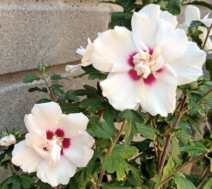  - Hibiscus syriacus