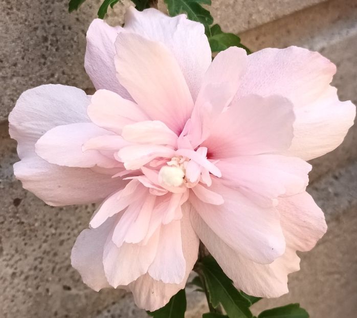  - Hibiscus syriacus