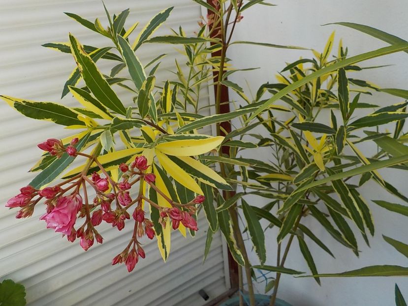  - variegat nr 24
