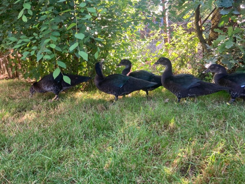  - Tineret rate lesesti 2023