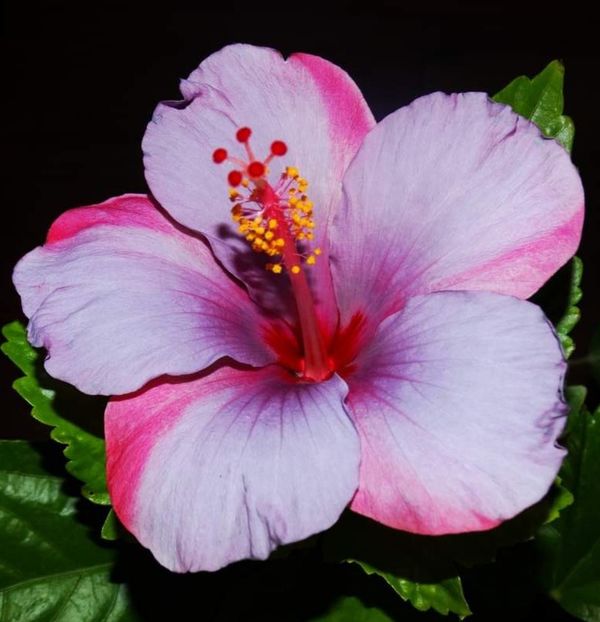  - Hibiscus japonez
