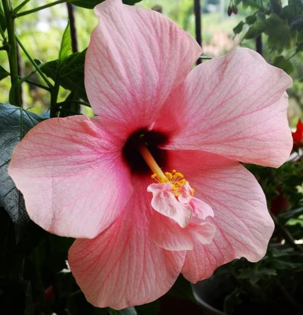  - Hibiscus japonez