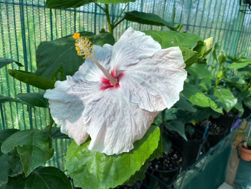 C5B42010-60C8-444A-914A-FED253FB49C6 - 001 - Hibiscusi