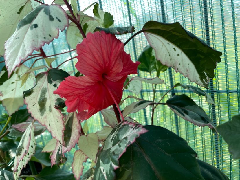 D0FBE22D-2EE9-4160-8394-468D1D36D884 - 001 - Hibiscusi