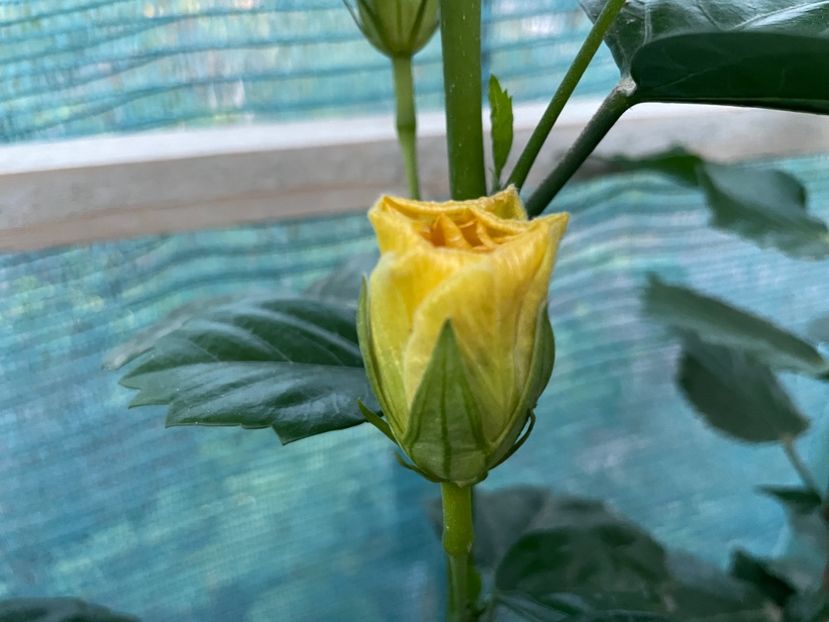 FED01C17-A0D7-485C-8D3F-11B7C03BCFFC - 001 - Hibiscusi