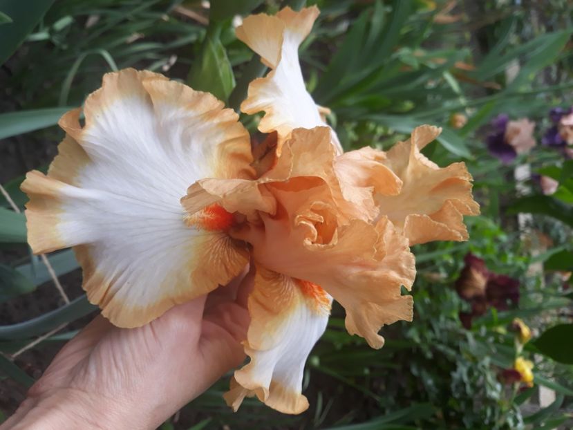 Orange titan - disponibil irisi