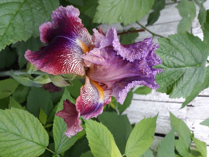 Barroco - disponibil irisi