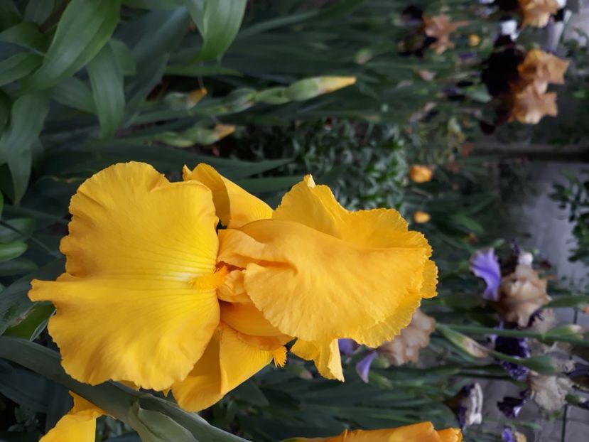 Galben - disponibil irisi