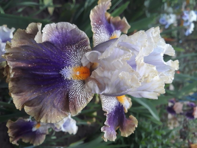 Rare blend - disponibil irisi