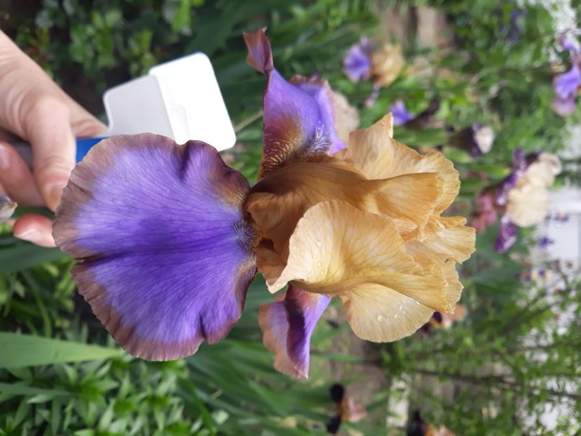 Gypsy lord - disponibil irisi