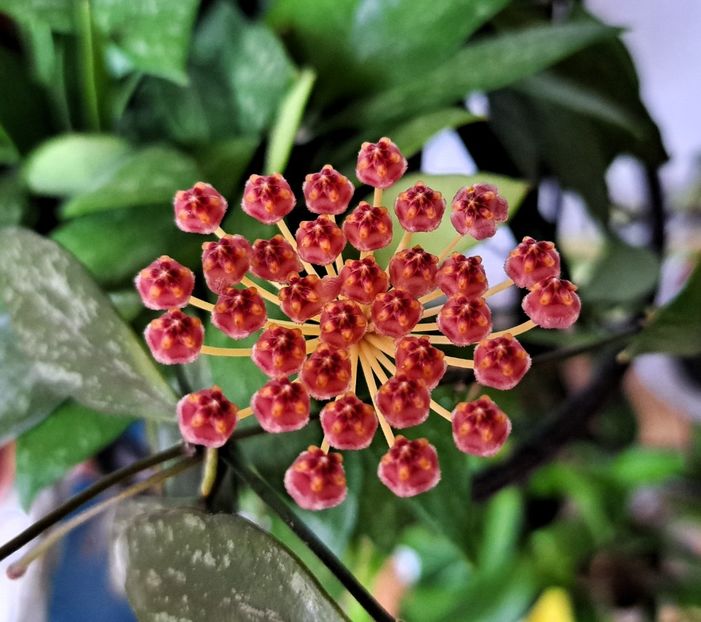 Hoya Memoria - x Alte plante cu flori
