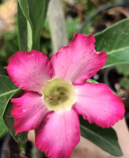  - Adenium sau trandafirul deșertului