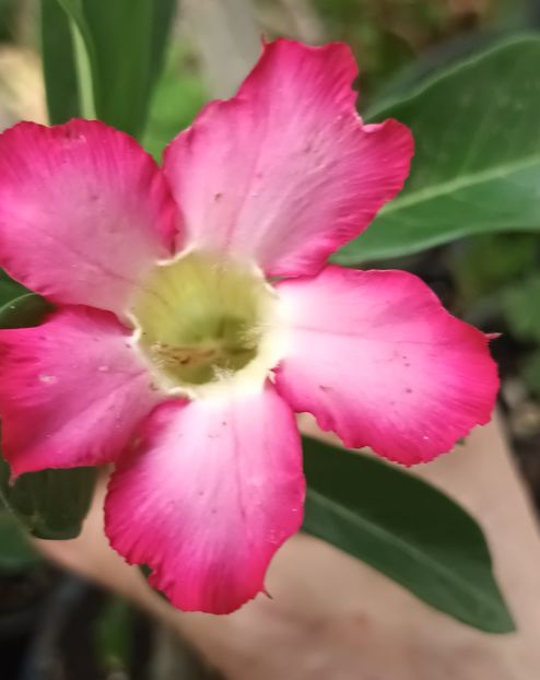  - Adenium sau trandafirul deșertului