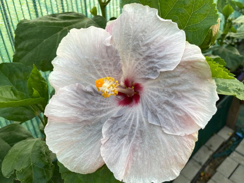 AE06BEA5-69B4-476A-92E4-79F22F80E266 - 001 - Hibiscusi