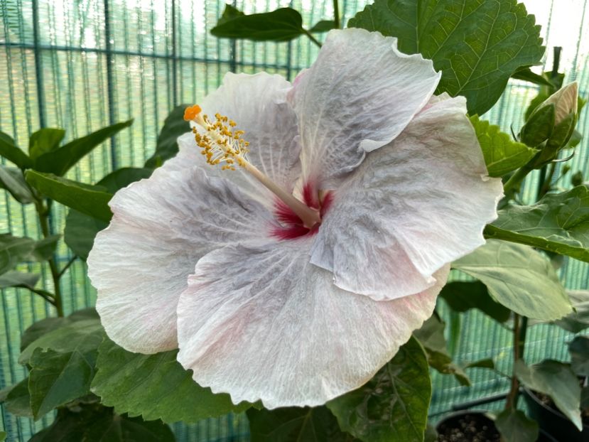 7D8A336C-08E7-48EE-B0CB-E35420149637 - 001 - Hibiscusi