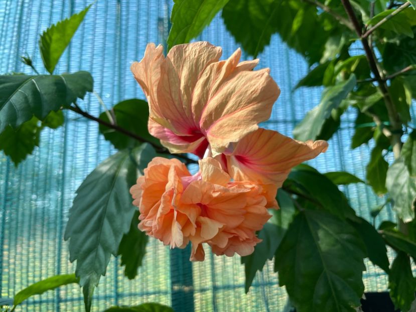 60AC499A-BAAF-4D17-8407-8D2BBA5BB16E - 001 - Hibiscusi