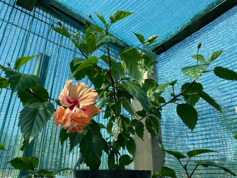 0971CE3D-4AAF-4EA0-92FD-67B842FE0273 - 001 - Hibiscusi