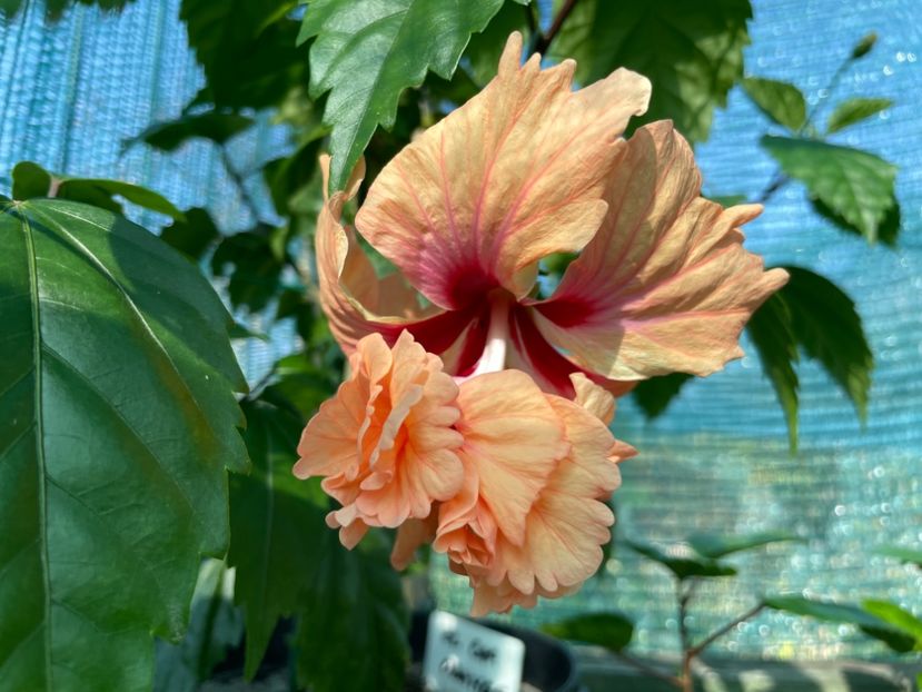 E043F736-D224-4ED0-8D93-6AF77D5EA6DE - 001 - Hibiscusi