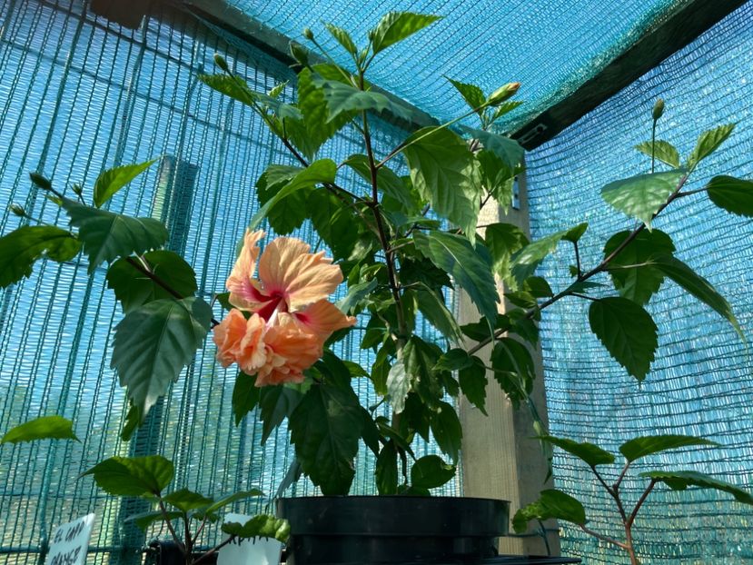 B5AEB3B2-54D5-47B1-B747-B1F2481F7E02 - 001 - Hibiscusi