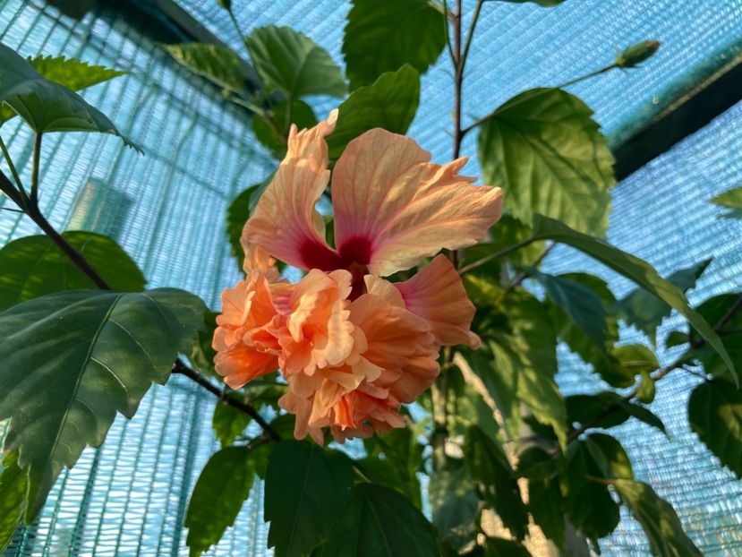 0AC49FE0-F9FC-48E0-80B0-D15ABA1318D6 - 001 - Hibiscusi