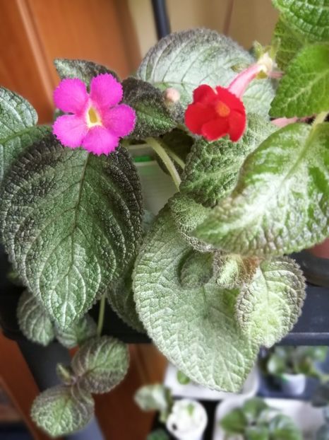  - EPISCIA