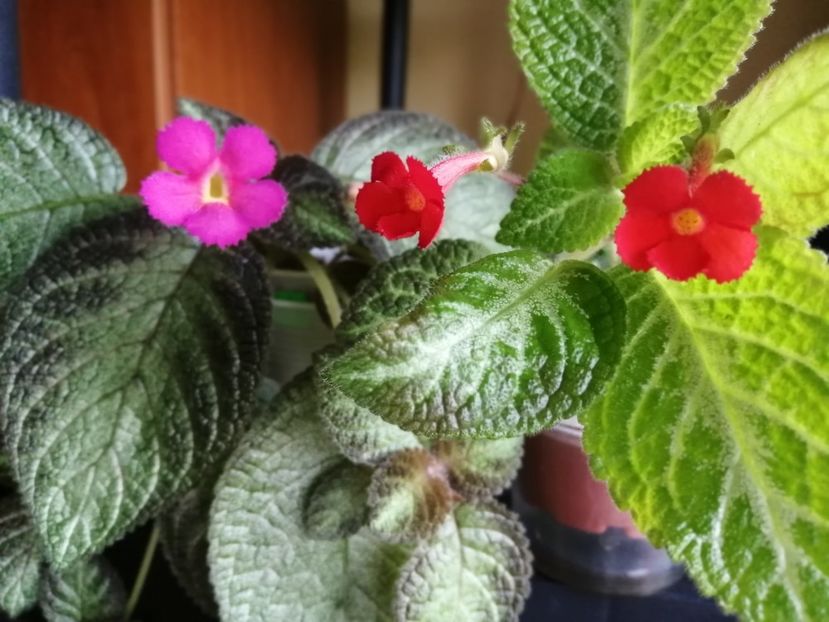  - EPISCIA