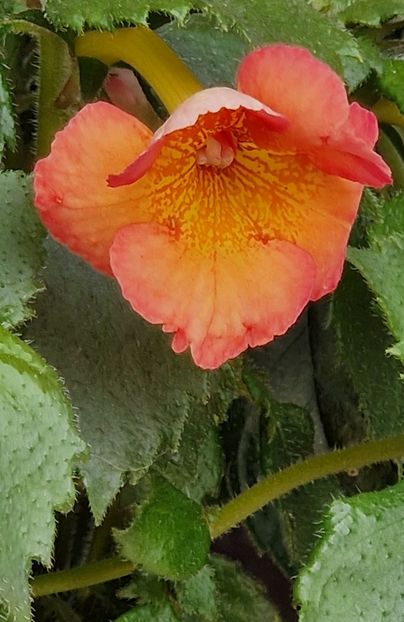 Golden Buck - Achimenes 2023