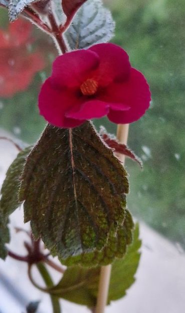 Lady in black - Achimenes 2023