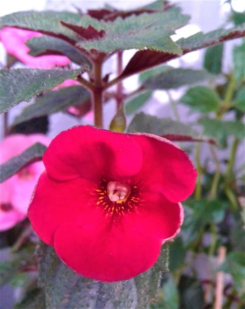  - 000014 ACHIMENES