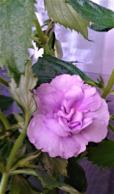  - 000014 ACHIMENES