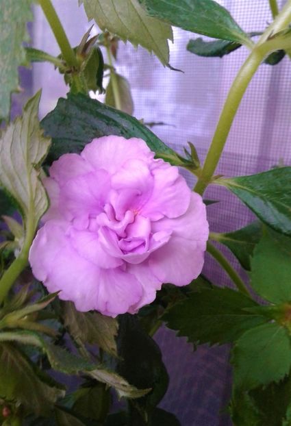  - 000014 ACHIMENES