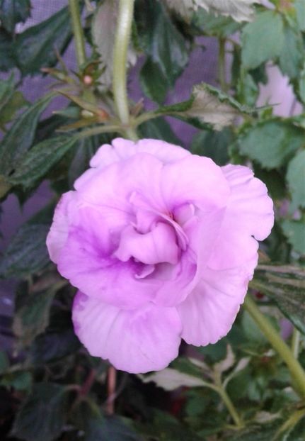  - 000014 ACHIMENES