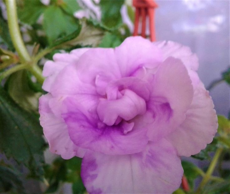  - 000014 ACHIMENES