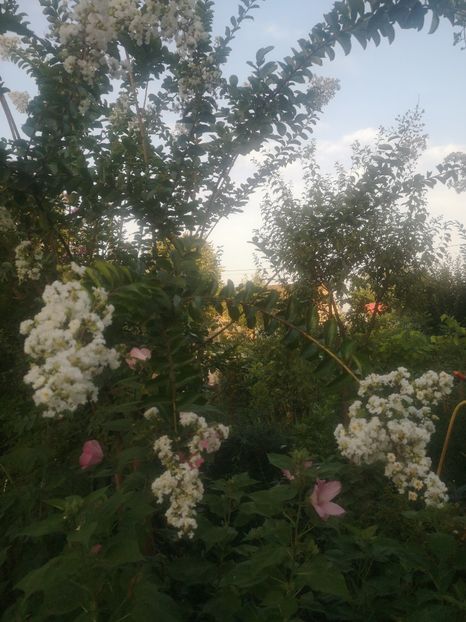  - arbori ornamentali 2023