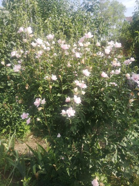  - arbori ornamentali 2023