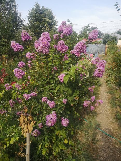 Liliac indian mov Powhatan - arbori ornamentali 2023