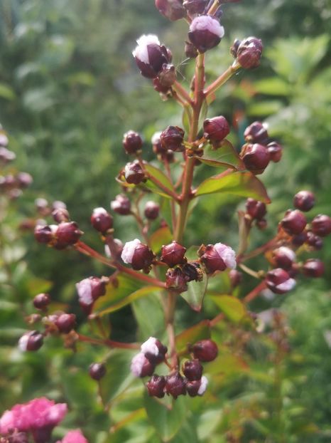  - arbori ornamentali 2023